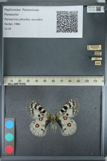 Media type: image;   Entomology 174329